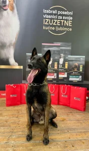 Belgijski ovčar malinoa TOP mužjak za parenne