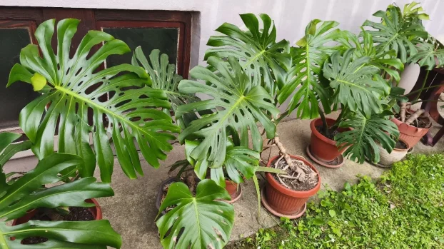 Filadendron monstera - KupujemProdajem