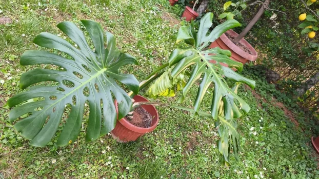 choisya ternata plant Choisya ternata 'Sundance'