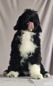 Portuguese Water Dog (Portugalski pas za vodu)