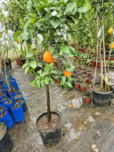 Pomorandža