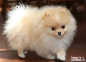 Cuvanje Pasa dok ste na Odmoru ili Putovanju