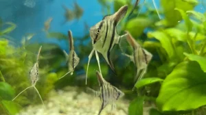 pterophyillum -SKALAR "zebra" -ribica za akvarijum