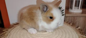 Patuljasti kunici Lavlja glava