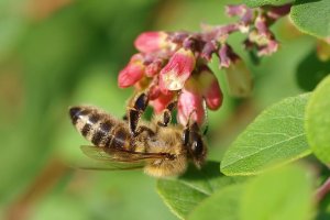U prodaji medonosne biljke za obogacivanje pase stacionara