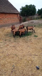 Mladi jarici