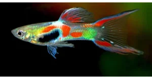 Poecilia Reticulata (Gupi)