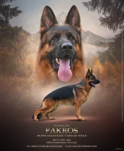 Nemački Ovčar štenad