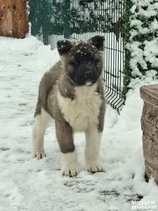 Americka akita stenci