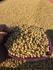 Soja semenska ( seme soje )
