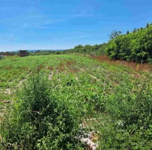 Plac, Klisa, 1291m2. Front 18m.