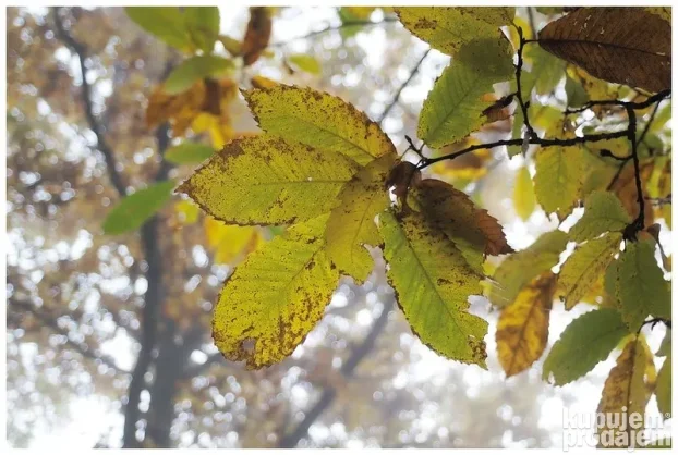 Minolta MD zoom 3,5/24-35mm