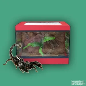 AKCIJA Heterometrus petersii škorpija KOMPLET