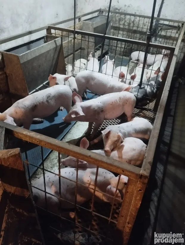 Prasici 25kg,sve odradjeno.