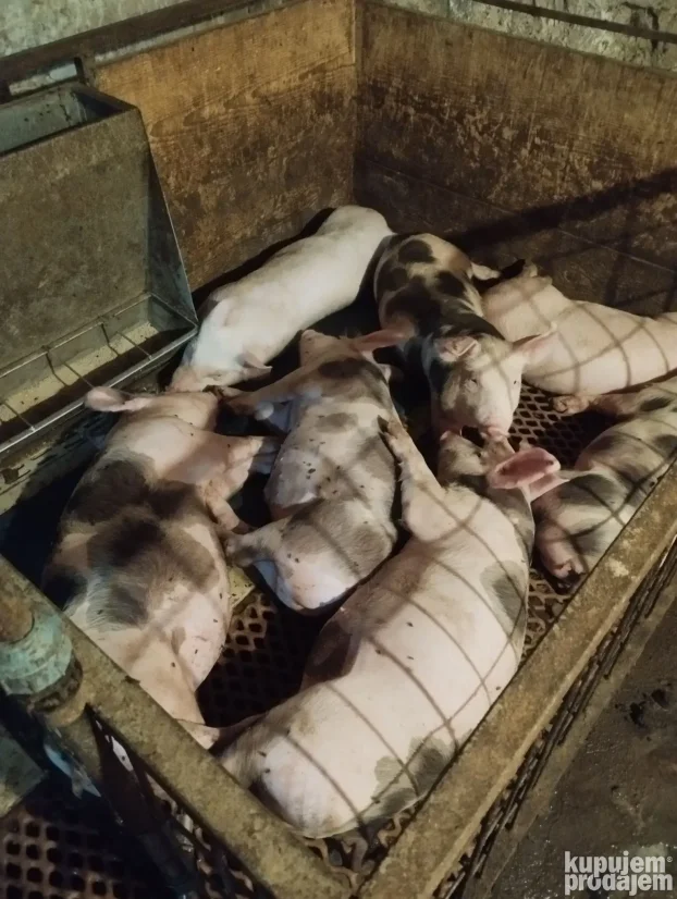 Prasici 25kg,sve odradjeno.