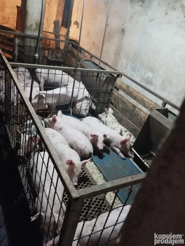 Prasici 25kg,sve odradjeno.