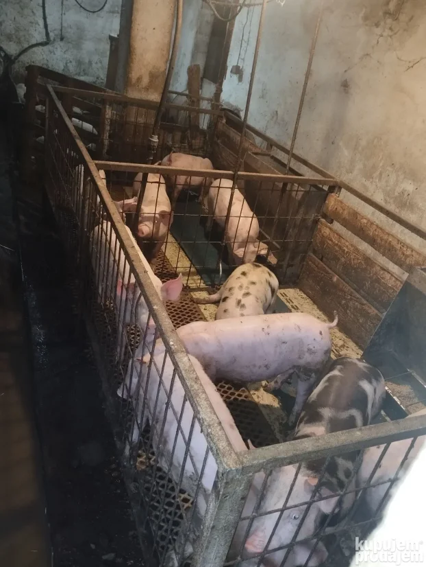 Prasici 25kg,sve odradjeno.