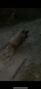 Divlja svinja pogodna za obuku pasa