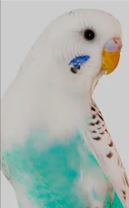 Tigrice mlade