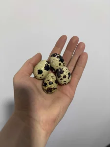 Jaja od japanske prepelice