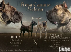 Presa Canario