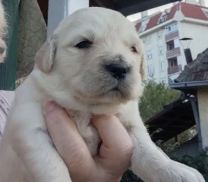Zlatni retriveri - štenci rezervacija