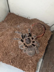 Tarantule