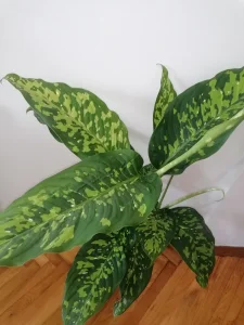 Difenbahija Spotty