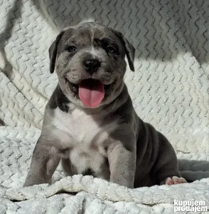 American bully