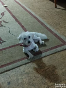 Maltezer