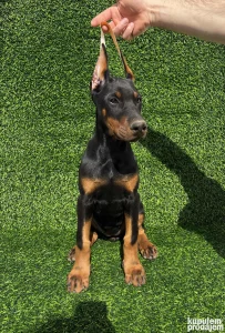 Doberman štenci