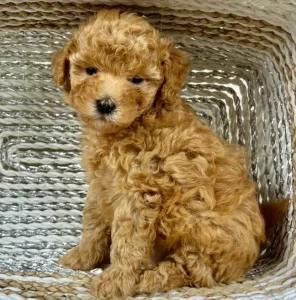 Toy pudle pudlice aprikot