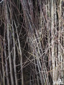 Sertifikovane sadnice ŠLJIVA