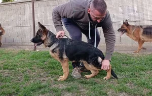 Žensko štene Nemačkog Ovčara