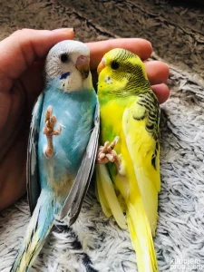 POVOLJNO Tigrice,nimfe rucno hranjene, pitome