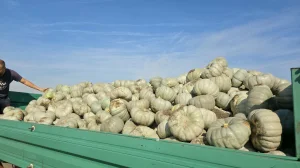 Bundeve sampson i muskantne