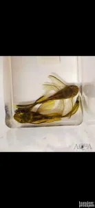 kupujem maticne zenke green dragon ancistrusa