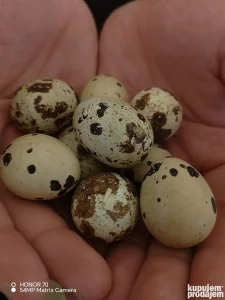 Prodajem domaca prepelicja jaja