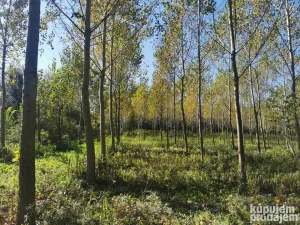 Šuma Kanadska topola 12250m2 Ravnje Sremska Mitrovica HITNO!