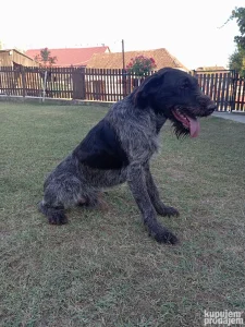 Nemacki ostrodlaki pticar