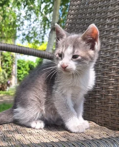 Mače