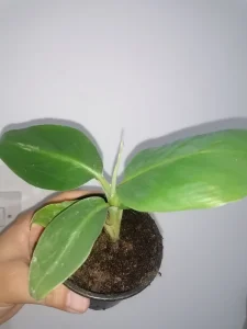 Sobna banana