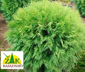 Tuja Tuje Globosa 60cm Rasadnik Žak