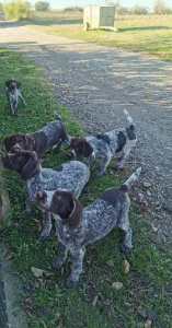 Nemački oštrodlaki ptičari