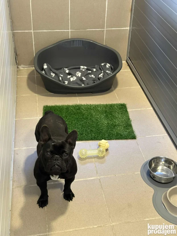 Unutrasnji pansion za pse