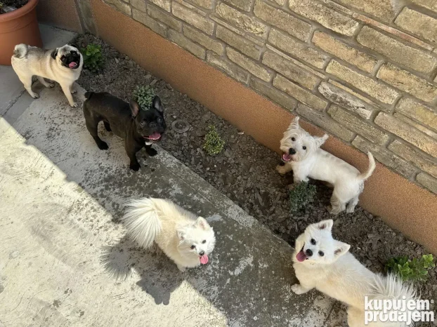 Unutrasnji pansion za pse