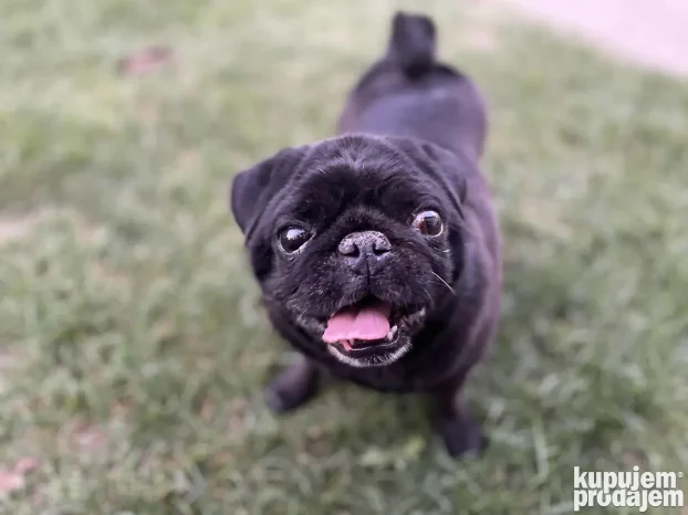 Unutrasnji pansion za pse