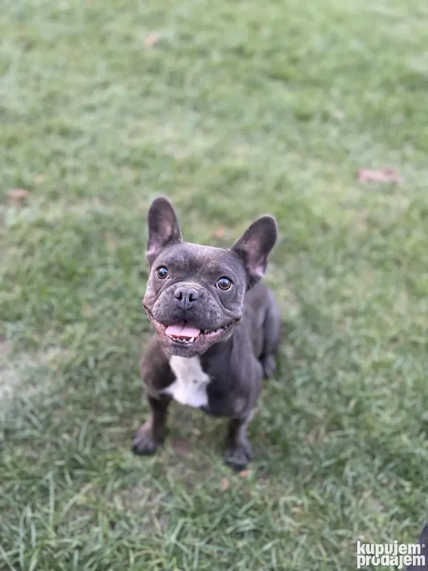 Unutrasnji pansion za pse