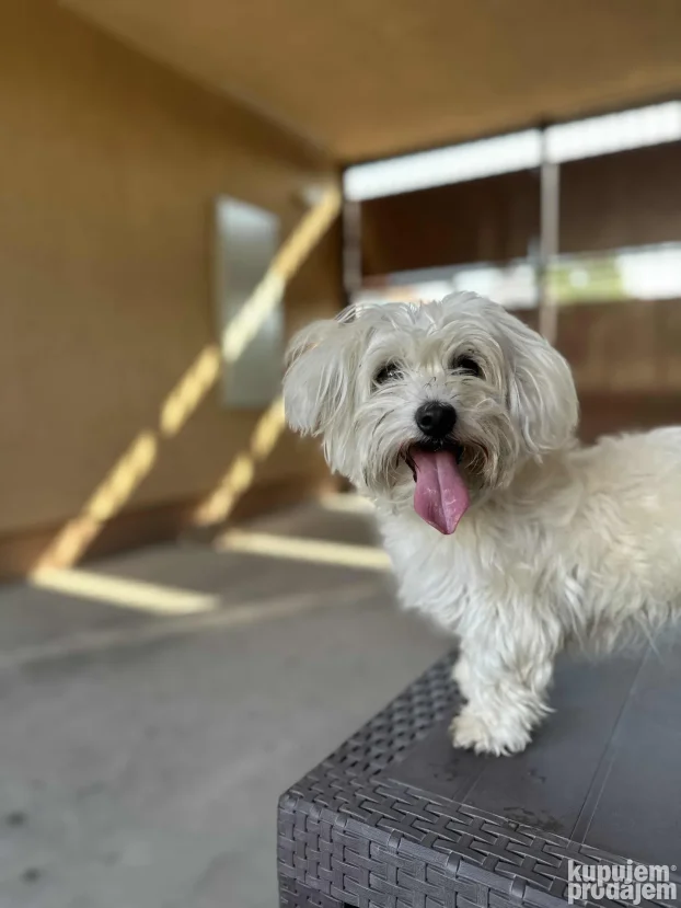 Unutrasnji pansion za pse