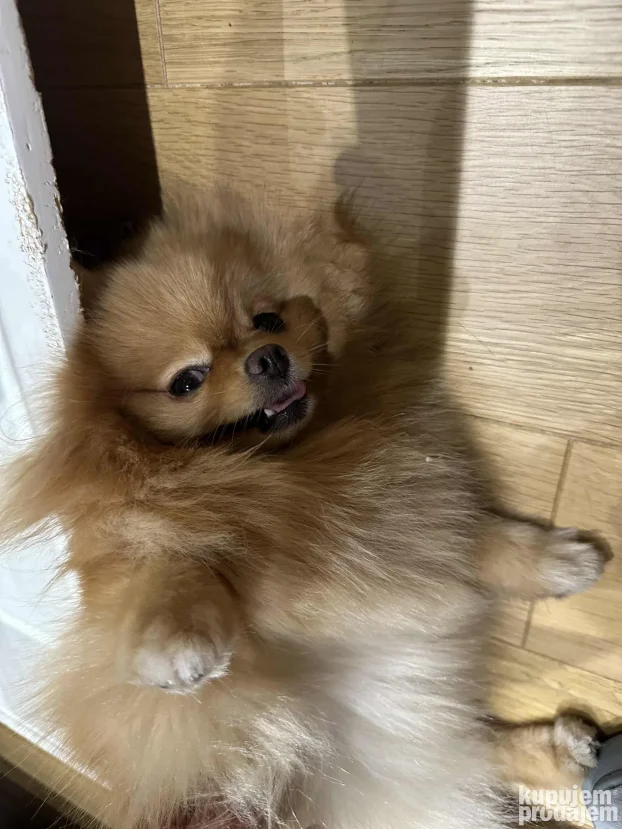 Unutrasnji pansion za pse